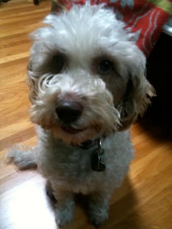 Daily dog sitter needed 1