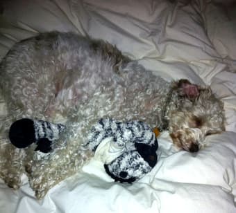 Daily dog sitter needed 2