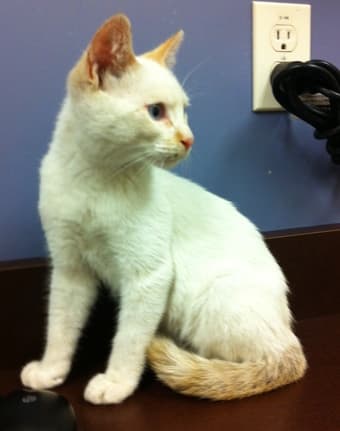 FOUND White/Siamese Mix Cat 1