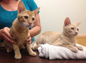 FOUND Two Cats (Orange/Beige/Mix) 1
