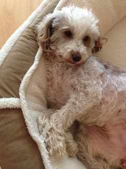 Dog Walker Needed Starting In January 2