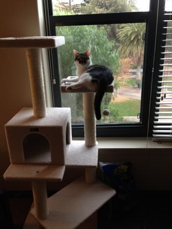 Free Munger housing 12/19-1/1 in exchange for cat sitting 1