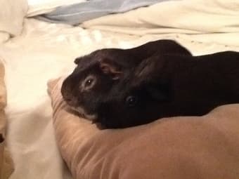 $150: Keep My Adorable Guinea Pigs for Two Weeks! 2