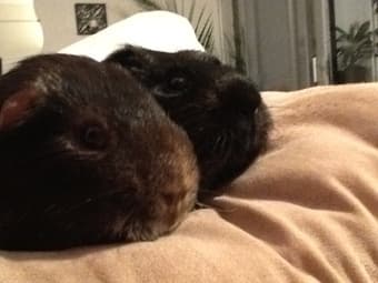 $150: Keep My Adorable Guinea Pigs for Two Weeks! 3