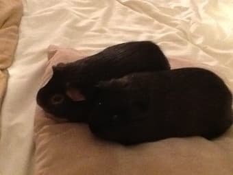 $150: Keep My Adorable Guinea Pigs for Two Weeks! 1