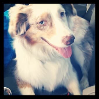 WANTED: Dog walker (dog runner?) in College Terrace 1