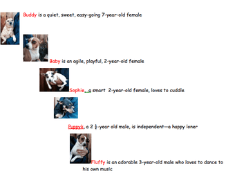 Dogs need good homes 2