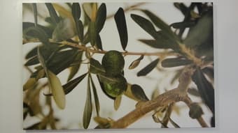 IKEA 2 paintings for sale 3