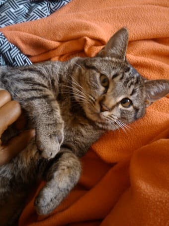 NEED A LOVELY HOME FOR MY TWO CATS 1