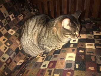 NEED A LOVELY HOME FOR MY TWO CATS 2