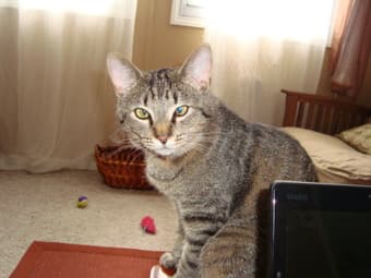 NEED A LOVELY HOME FOR MY TWO CATS 3