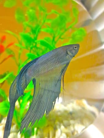 Beta fish free to good home! 1