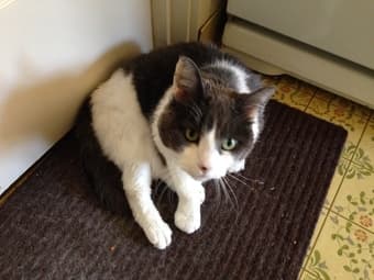 Older cat free to a good home. 1