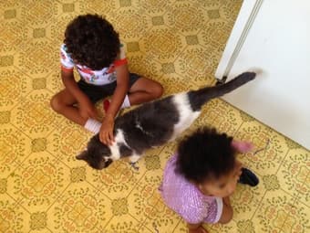 Older cat free to a good home. 2