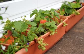 Wanted: Gardening/  Planting pots 1