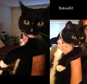 Cats looking for a new home (Free to a loving home) 1