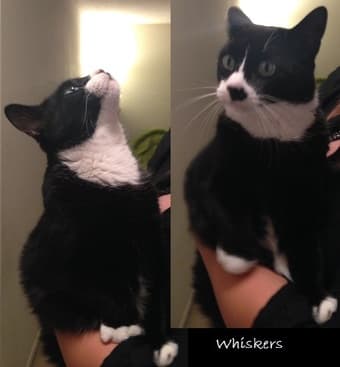 Cats looking for a new home (Free to a loving home) 2