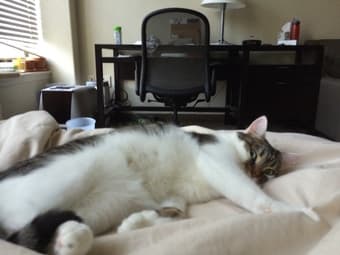 Cat sitter wanted over winter vacation 12/14-1/1 1