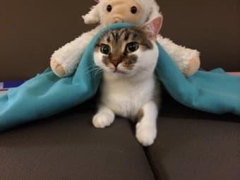 Cat sitter wanted over winter vacation 12/14-1/1 2