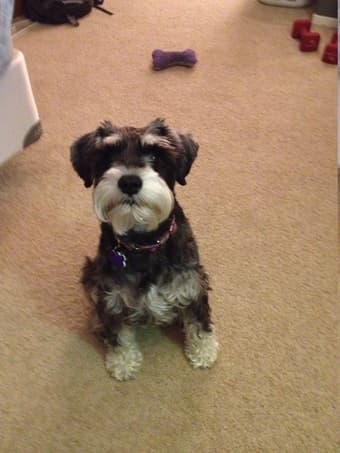 Wanted: dog walker 1