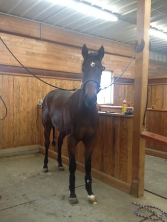 Looking for a stall to board 2 yr old appendix QH near Stanford 1
