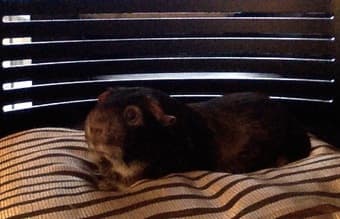 Staying at Stanford for the Holidays? Keep my Guninea Pig for $150! 1