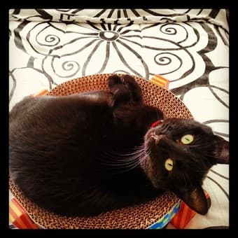 Post-doc looking to stay near campus from June 1