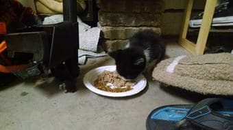 HOME WANTED FOR A KITTEN 1