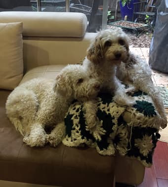 Dog walker needed starting June 15th 1