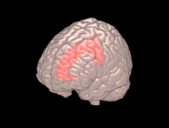 Neuroimaging Research Assistants Needed 1