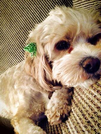 mid-20s couple looking for apartment/house share! $1500 2