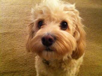 mid-20s couple looking for apartment/house share! $1500 3