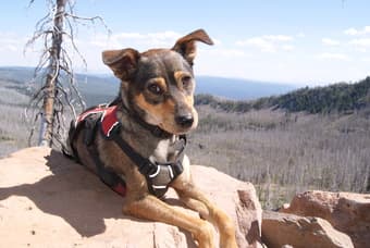 $1500 - Need Dog Friendly Room with Private Bath 1