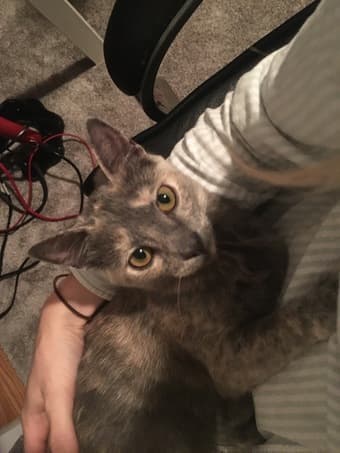 Pet sitter wanted for 2 kittens in Palo Alto 1