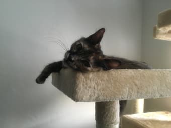 Pet sitter wanted for 2 kittens in Palo Alto 2