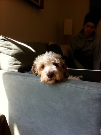 Dog walker $15/walk 1