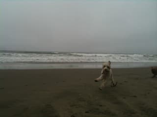 Dog walker $15/walk 3