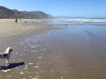 Dog walker 15$/walk 2