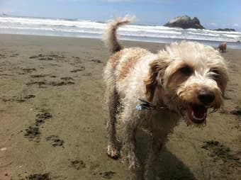 Dog walker 15$/walk 3