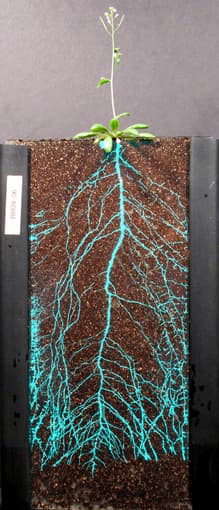 JOB: Lab assistant in Dinneny lab, hourly 1