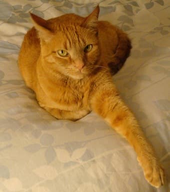 Cat friendly housing needed for June 2016 1