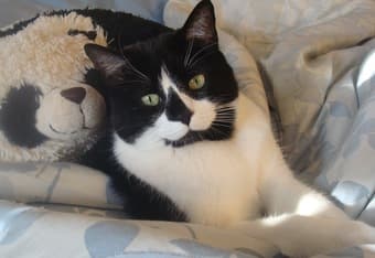 Cat friendly housing needed for June 2016 2