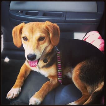 Looking for a dog-friendly roommate/apartment 1