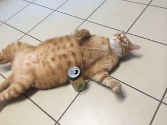 Two Professional Females Looking for Another Roommate in San Francisco 1