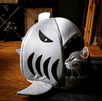 Cat Sitter Needed - Thanksgiving and/or Winter Holidays 1