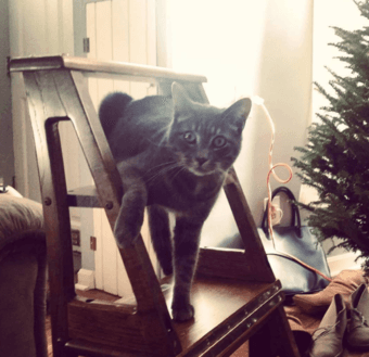 Cat Sitter Needed - Thanksgiving and/or Winter Holidays 2