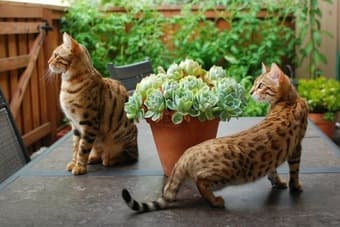 2 purebred Bengal Cats looking for a loving home 1