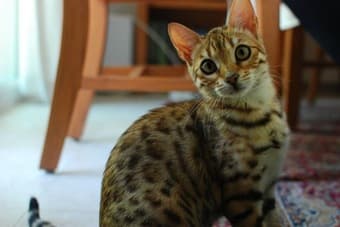 2 purebred Bengal Cats looking for a loving home 2