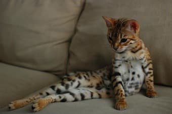 2 purebred Bengal Cats looking for a loving home 3