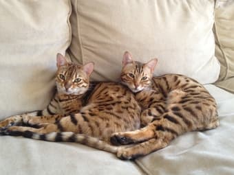 2 purebred Bengal Cats looking for a loving home 4